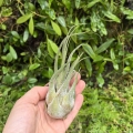 Tillandsia seleriana - terrarium, dekoracja wnętrz