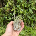 Tillandsia seleriana - terrarium, dekoracja wnętrz