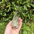 Tillandsia seleriana - terrarium, dekoracja wnętrz