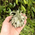 Tillandsia streptophylla Hybrid - terrarium, dekoracja wnętrz