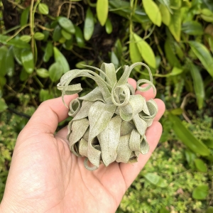 Tillandsia streptophylla Hybrid - terrarium, dekoracja wnętrz