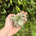 Tillandsia streptophylla Hybrid - terrarium, dekoracja wnętrz