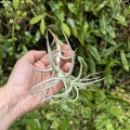 RZADKOŚĆ Tillandsia albida var. minor rozm. M - terrarium, dekoracja wnętrz