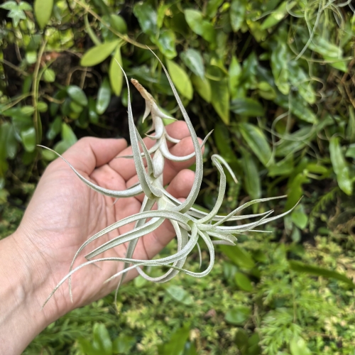 RZADKOŚĆ Tillandsia albida var. minor rozm. M - terrarium, dekoracja wnętrz