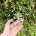 RZADKOŚĆ Tillandsia albida var. minor rozm. M - terrarium, dekoracja wnętrz