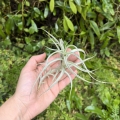 RZADKOŚĆ Tillandsia albida var. minor rozm. M - terrarium, dekoracja wnętrz