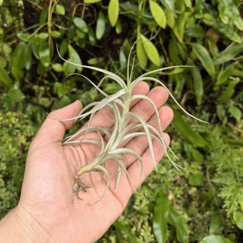 RZADKOŚĆ Tillandsia albida var. minor rozm. S - terrarium, dekoracja wnętrz