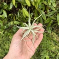 RZADKOŚĆ Tillandsia albida var. minor rozm. S - terrarium, dekoracja wnętrz
