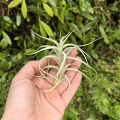 RZADKOŚĆ Tillandsia albida var. minor rozm. S - terrarium, dekoracja wnętrz