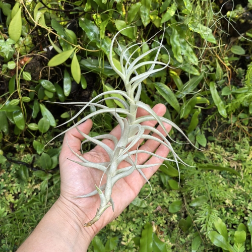 RZADKOŚĆ Tillandsia albida var. minor rozm. XL - terrarium, dekoracja wnętrz