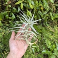 RZADKOŚĆ Tillandsia albida var. minor rozm. XL - terrarium, dekoracja wnętrz