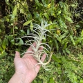 RZADKOŚĆ Tillandsia albida var. minor rozm. XL - terrarium, dekoracja wnętrz