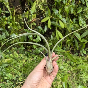 Tillandsia baileyi rozm. XL - terrarium, dekoracja wnętrz