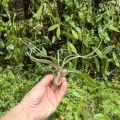 Tillandsia baileyi rozm. XL - terrarium, dekoracja wnętrz