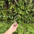 Tillandsia baileyi rozm. XL - terrarium, dekoracja wnętrz