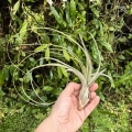 RZADKOŚĆ Tillandsia balbisiana rozm. XL - terrarium, dekoracja wnętrz