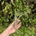 RZADKOŚĆ Tillandsia balbisiana rozm. XL - terrarium, dekoracja wnętrz