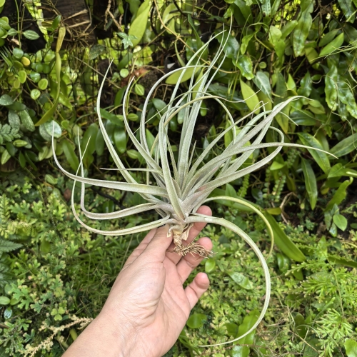 Tillandsia capitata 'Peach' rozm. L - terrarium, dekoracja wnętrz