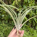 Tillandsia capitata 'Peach' rozm. L - terrarium, dekoracja wnętrz