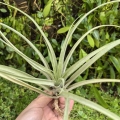 Tillandsia capitata 'Peach' rozm. L - terrarium, dekoracja wnętrz