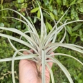 Tillandsia capitata 'Peach' rozm. L - terrarium, dekoracja wnętrz
