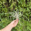 Tillandsia capitata 'Peach' rozm. L - terrarium, dekoracja wnętrz