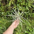 Tillandsia capitata 'Peach' rozm. L - terrarium, dekoracja wnętrz