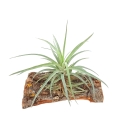 Tillandsia capitata 'Peach' rozm. L - terrarium, dekoracja wnętrz