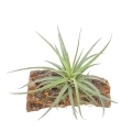 Tillandsia capitata 'Peach' rozm. L - terrarium, dekoracja wnętrz