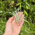 Tillandsia capitata 'Peach' rozm. S - terrarium, dekoracja wnętrz