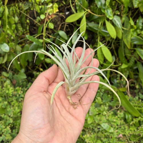 Tillandsia capitata 'Peach' rozm. S - terrarium, dekoracja wnętrz