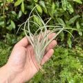 Tillandsia capitata 'Peach' rozm. S - terrarium, dekoracja wnętrz