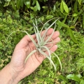 Tillandsia capitata 'Peach' rozm. S - terrarium, dekoracja wnętrz