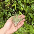 Tillandsia capitata 'Peach' rozm. S - terrarium, dekoracja wnętrz