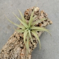 Tillandsia capitata 'Peach' rozm. S - terrarium, dekoracja wnętrz