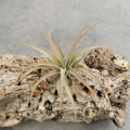 Tillandsia capitata 'Peach' rozm. S - terrarium, dekoracja wnętrz