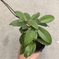 Hoya carnosa - terrarium, parapet