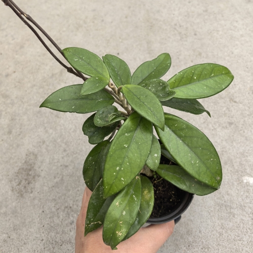 Hoya carnosa - terrarium, parapet