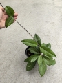 Hoya carnosa - terrarium, parapet