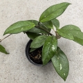 Hoya carnosa - terrarium, parapet