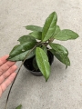 Hoya carnosa - terrarium, parapet