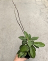 Hoya carnosa - terrarium, parapet