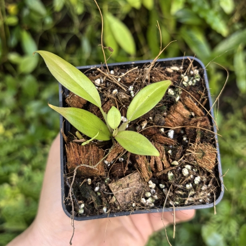 RZADKOŚĆ Mini Philodendron pteropus - terrarium, paludarium