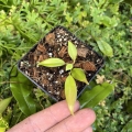 RZADKOŚĆ Mini Philodendron pteropus - terrarium, paludarium