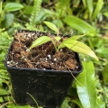 RZADKOŚĆ Mini Philodendron pteropus - terrarium, paludarium