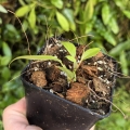 RZADKOŚĆ Mini Philodendron pteropus - terrarium, paludarium