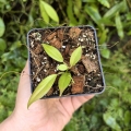 RZADKOŚĆ Mini Philodendron pteropus - terrarium, paludarium