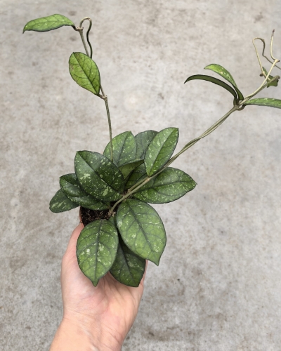 Hoya crassipetiolata 'Splash' - terrarium, parapet
