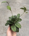 Hoya crassipetiolata 'Splash' - terrarium, parapet