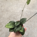 Hoya crassipetiolata 'Splash' - terrarium, parapet